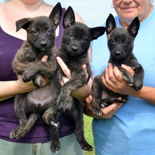 Dutch Shepherd puppies for sale at Cher Car Kennels