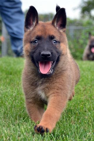 Dutch Shepherd puppies for sale at Cher Car Kennels