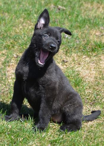 Dutch Shepherd puppies for sale at Cher Car Kennels