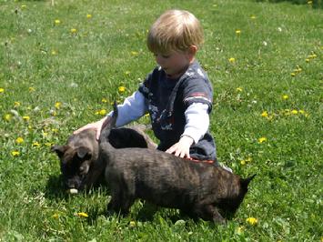 Dutch Shepherd puppies at Cher Car Kennels