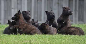 Dutch Shepherd puppies for sale at Cher Car Kennels