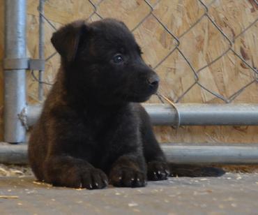 Dutch Shepherd puppies for sale at Cher Car Kennels