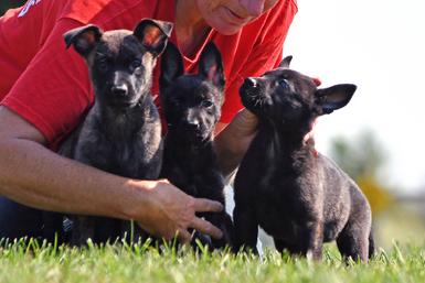 Dutch Shepherd puppies for sale at Cher Car Kennels