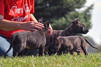 Dutch Shepherd puppies for sale at Cher Car Kennels