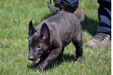 Dutch Shepherd puppies for sale at Cher Car Kennels