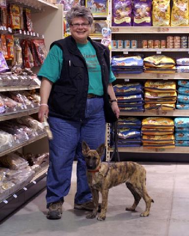 Dutch Shepherd puppies for sale at Cher Car Kennels