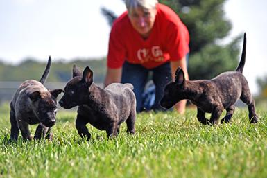 Dutch Shepherd puppies for sale at Cher Car Kennels