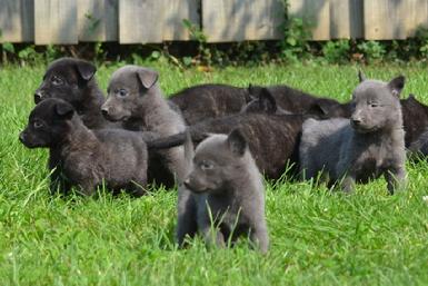 Dutch Shepherd puppies for sale at Cher Car Kennels