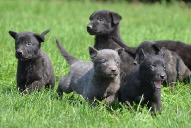 Dutch Shepherd puppies for sale at Cher Car Kennels