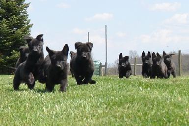 Dutch Shepherd puppies for sale at Cher Car Kennels