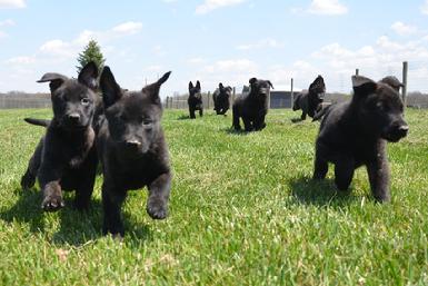 Dutch Shepherd puppies for sale at Cher Car Kennels