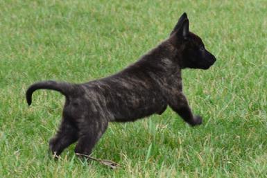 Dutch Shepherd puppies for sale at Cher Car Kennels