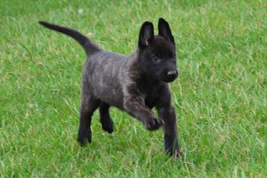 Dutch Shepherd puppies for sale at Cher Car Kennels