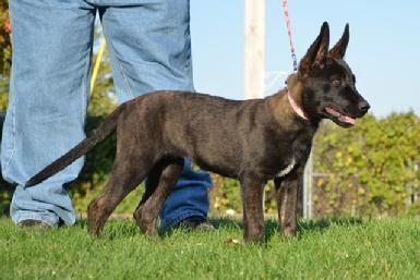Dutch Shepherd puppy at Cher Car Kennels