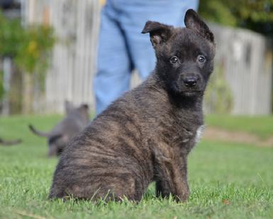 Dutch Shepherd puppies for sale at Cher Car Kennels