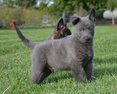 Dutch Shepherd puppies for sale at Cher Car Kennels