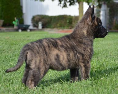 Dutch Shepherd puppies for sale at Cher Car Kennels