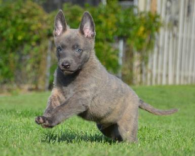 Dutch Shepherd puppies for sale at Cher Car Kennels