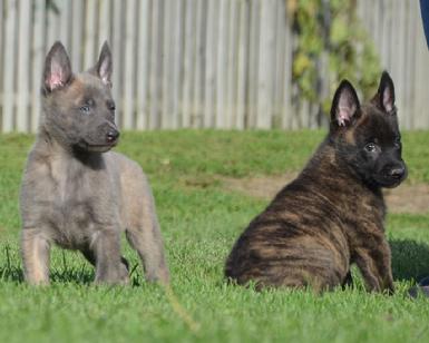 Dutch Shepherd puppies for sale at Cher Car Kennels