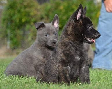 Dutch Shepherd puppies for sale at Cher Car Kennels