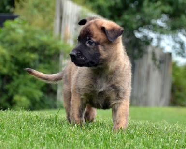Dutch Shepherd puppies for sale at Cher Car Kennels