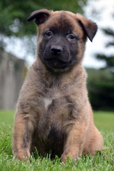 Dutch Shepherd puppies for sale at Cher Car Kennels