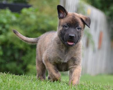 Dutch Shepherd puppies for sale at Cher Car Kennels