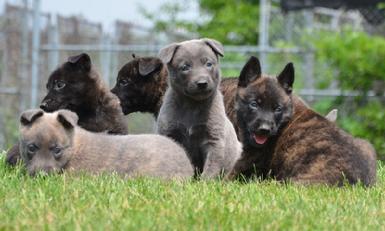 Dutch Shepherd puppies for sale at Cher Car Kennels