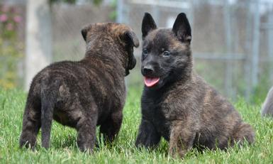 Dutch Shepherd puppies for sale at Cher Car Kennels