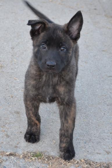Dutch Shepherd puppies for sale at Cher Car Kennels