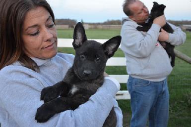 Dutch Shepherd puppies for sale at Cher Car Kennels