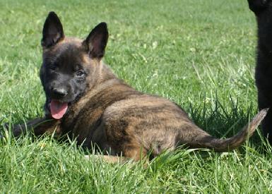 Dutch Shepherd puppy at Cher Car Kennels