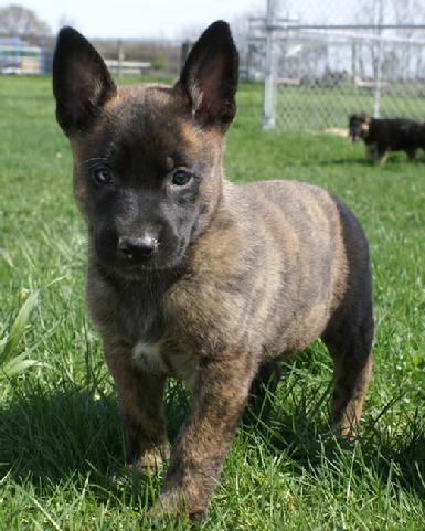 Dutch Shepherd puppy at Cher Car Kennels