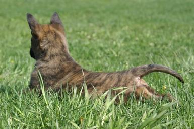 Dutch Shepherd puppy at Cher Car Kennels