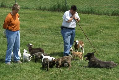 Cher Car Kennels Dutch Shepherd Puppies