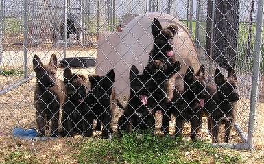 Dutch Shepherd puppies for sale at Cher Car Kennels