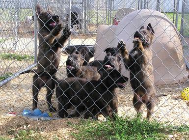 Dutch Shepherd puppies for sale at Cher Car Kennels