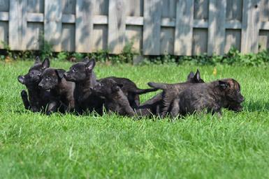 Dutch Shepherd puppies for sale at Cher Car Kennels