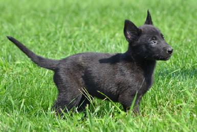 Dutch Shepherd puppies for sale at Cher Car Kennels