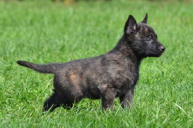 Dutch Shepherd puppies for sale at Cher Car Kennels