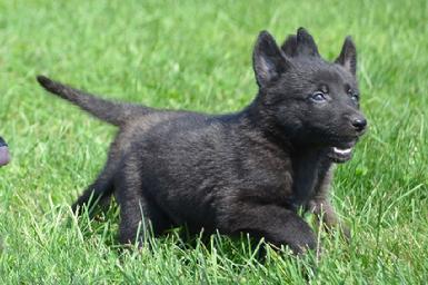 Dutch Shepherd puppies for sale at Cher Car Kennels