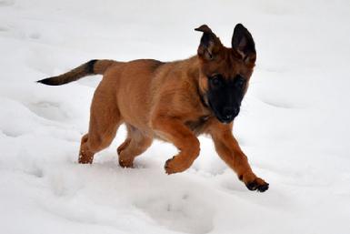 Dutch Shepherd puppies for sale at Cher Car Kennels
