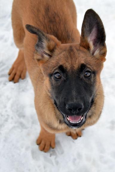 Dutch Shepherd puppies for sale at Cher Car Kennels