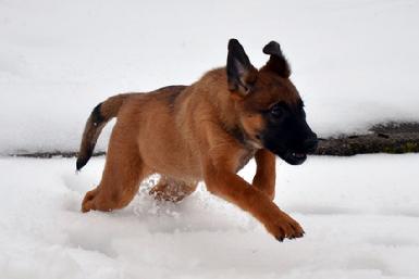 Dutch Shepherd puppies for sale at Cher Car Kennels