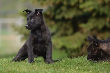 Dutch Shepherd puppies for sale at Cher Car Kennels