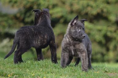 Dutch Shepherd puppies for sale at Cher Car Kennels