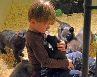 Dutch Shepherd puppies for sale at Cher Car Kennels