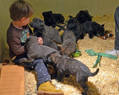 Dutch Shepherd puppies for sale at Cher Car Kennels