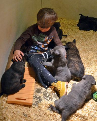 Dutch Shepherd puppies for sale at Cher Car Kennels