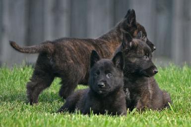 Dutch Shepherd puppies for sale at Cher Car Kennels